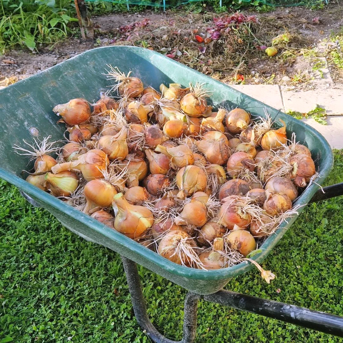 planter des oignions en octobre