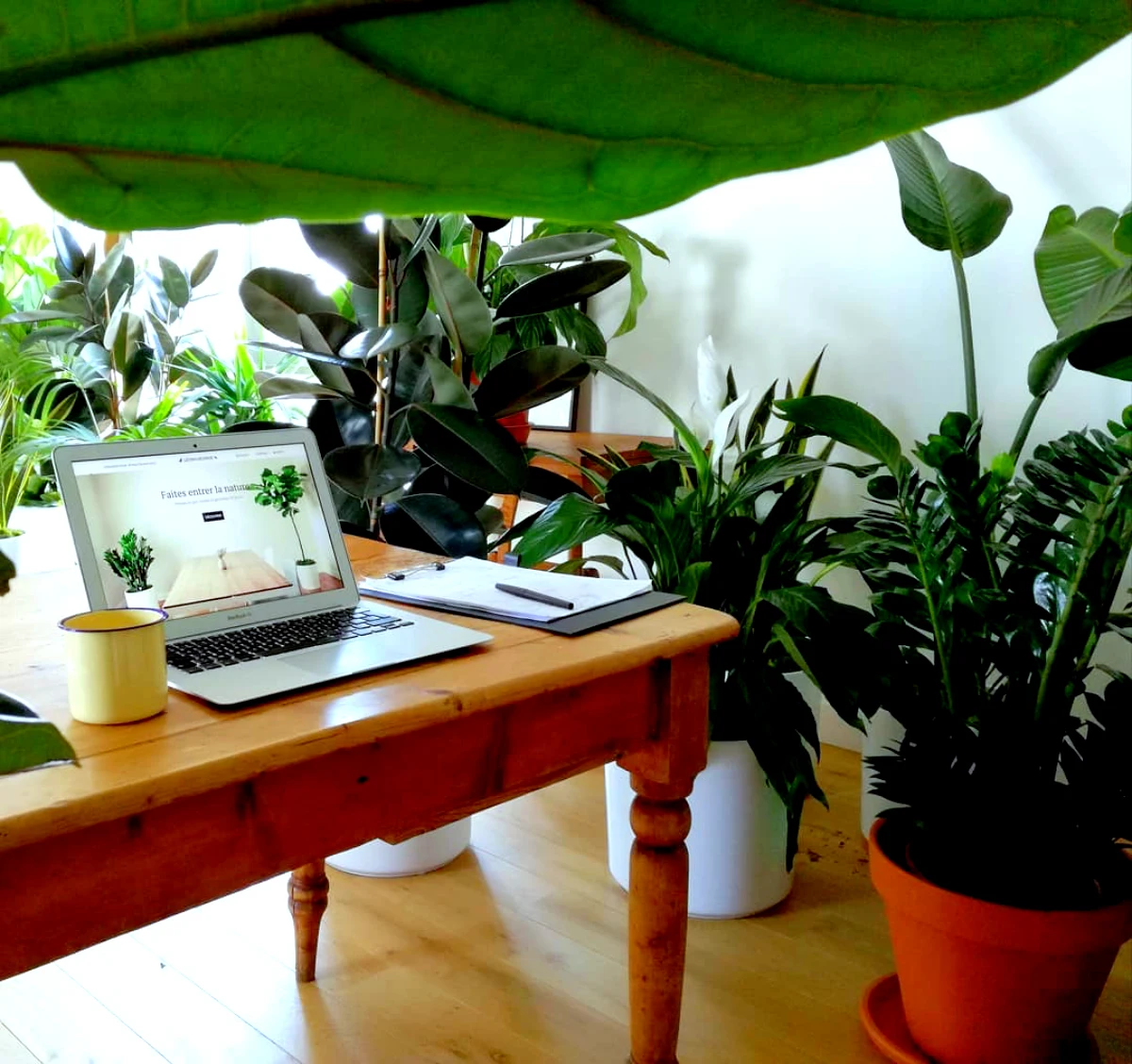 plantes d interieur depolluantes verdure bureau