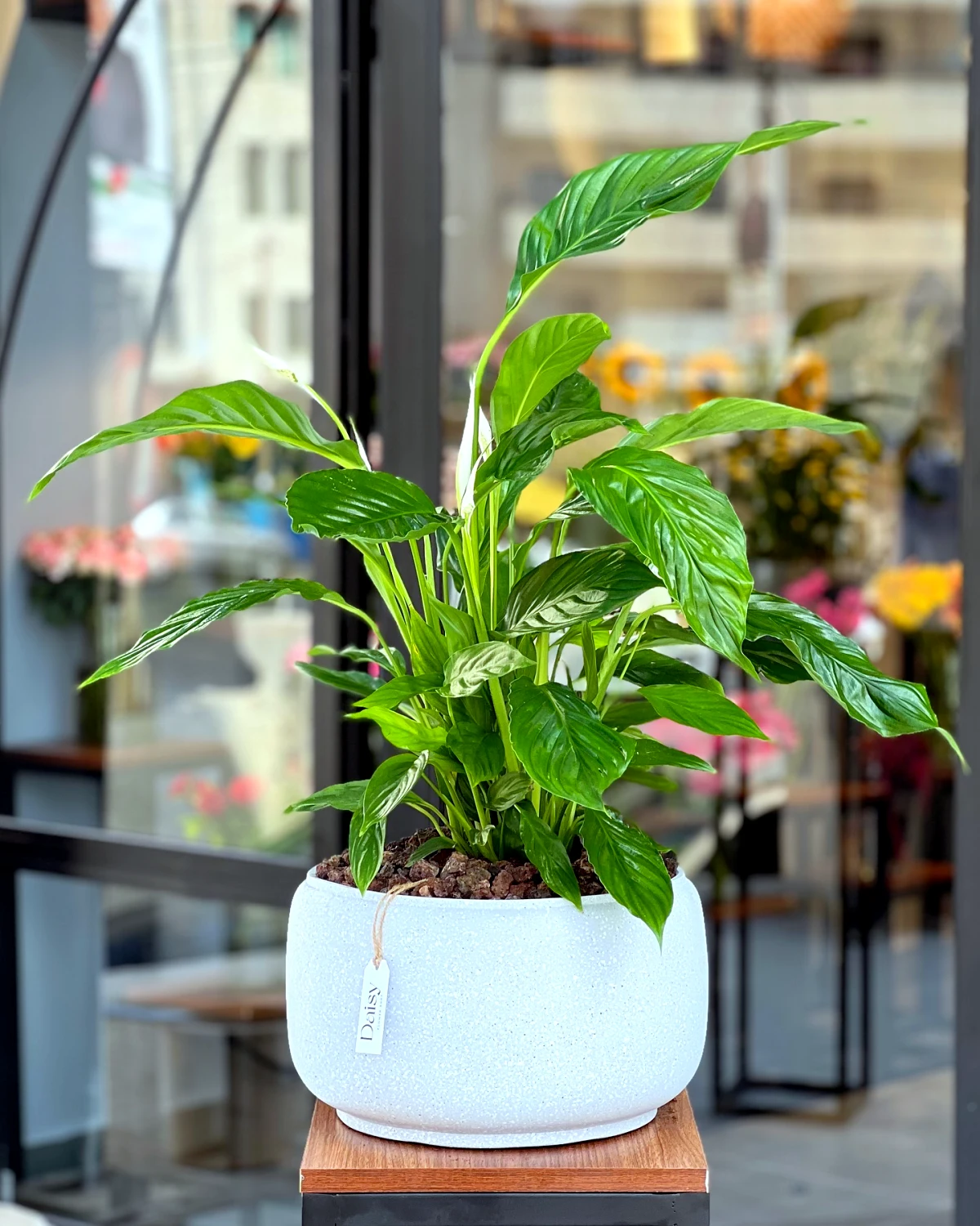 plantes depolluantes les plus efficaces en pot pour l interieur