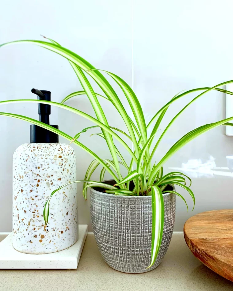 plantes depoluantes pour le wc et la salle de bain