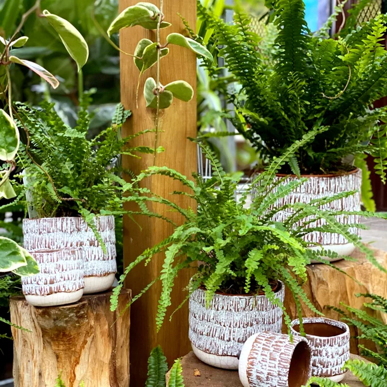 plantes vertes pour la maison feuilles vertes