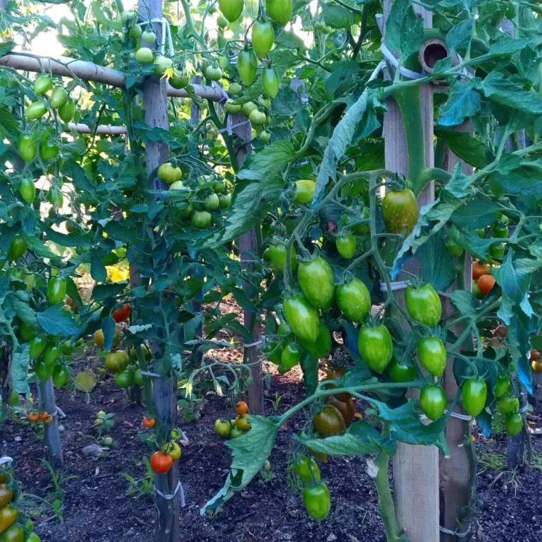 plants de tomates fruits verts fin ete que faire