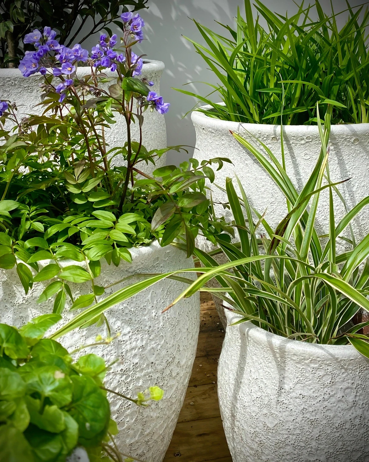 pot de fleur exterieur blanc plante verte fleurs violettes