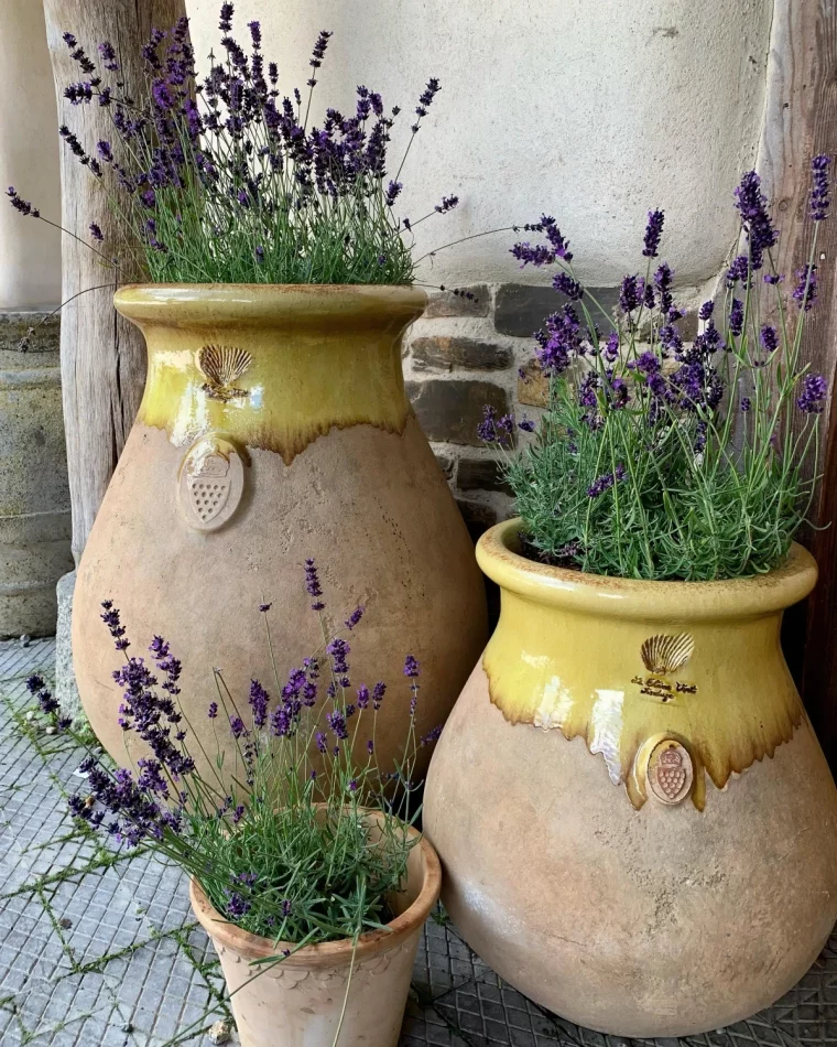 pots exterieurs lavande arbrisseaux conteneurs plein soleil tiges fleurs violettes