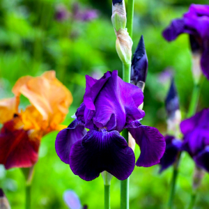 pourquoi faut il couper les feuilles d iris fleurs violettes feuilles vertes