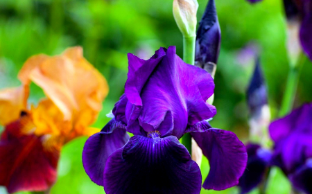 pourquoi faut il couper les feuilles d iris fleurs violettes feuilles vertes