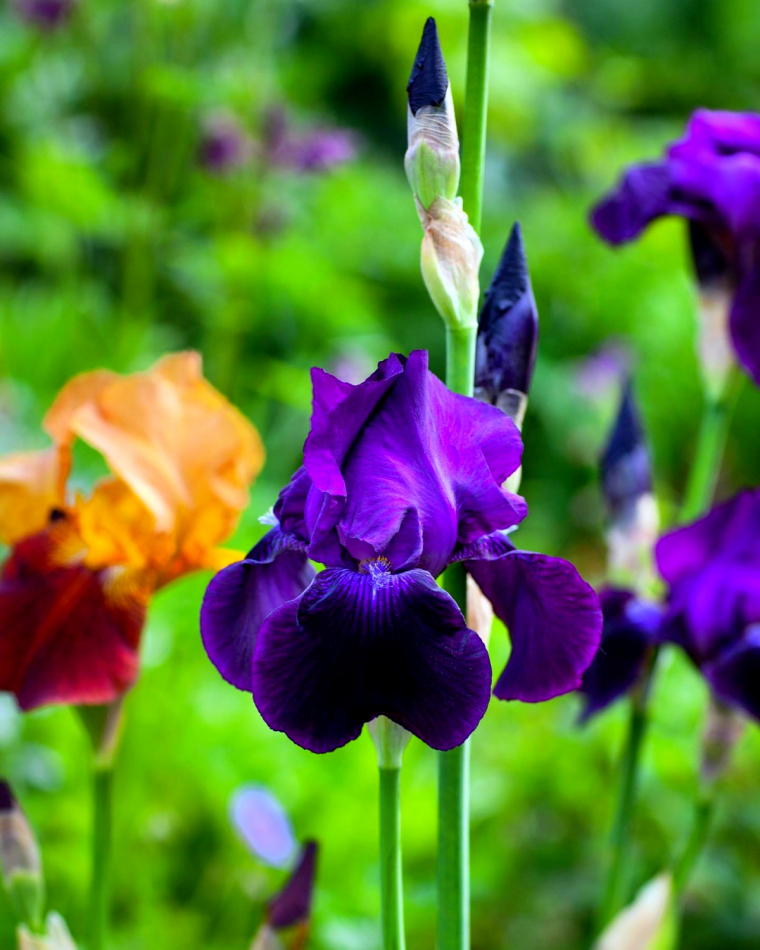 pourquoi faut il couper les feuilles d iris fleurs violettes feuilles vertes