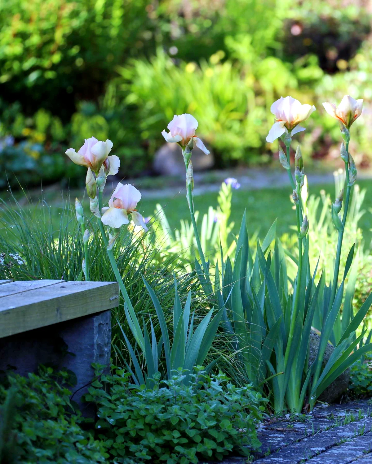 quand couper les feuilles de l'iris jardin fleurs blanches