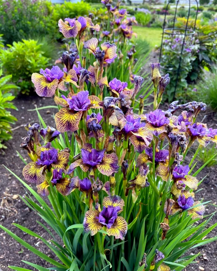 quand et comment nettoyer les iris jardin fleurs multicoleurs