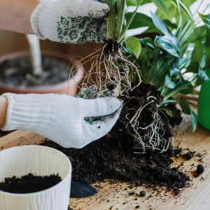 quand et comment rempoter une plante d interieur