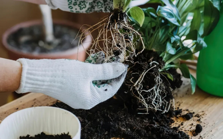 quand et comment rempoter une plante d interieur