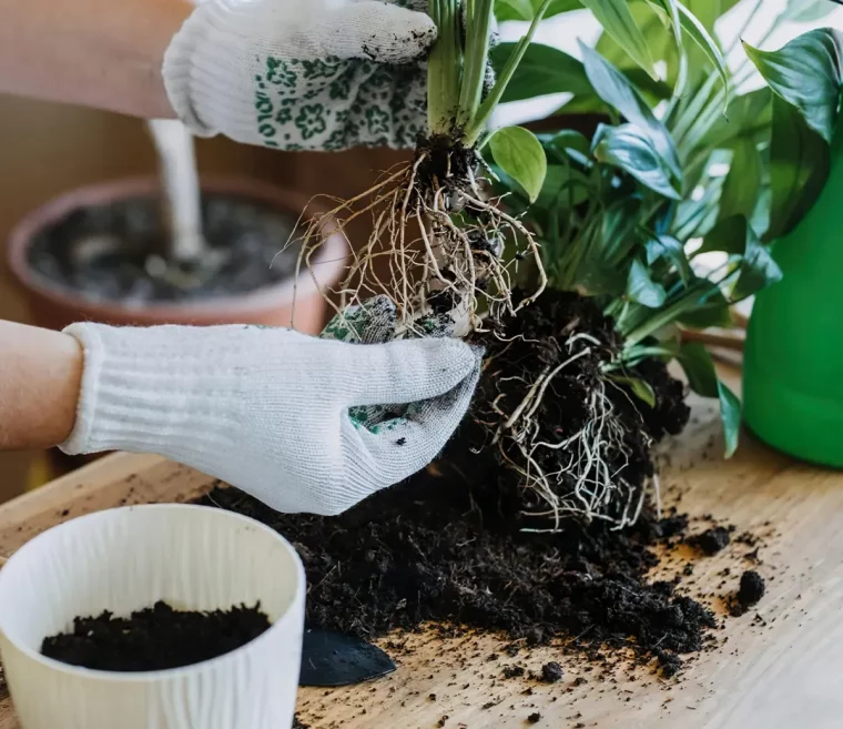 quand et comment rempoter une plante d interieur