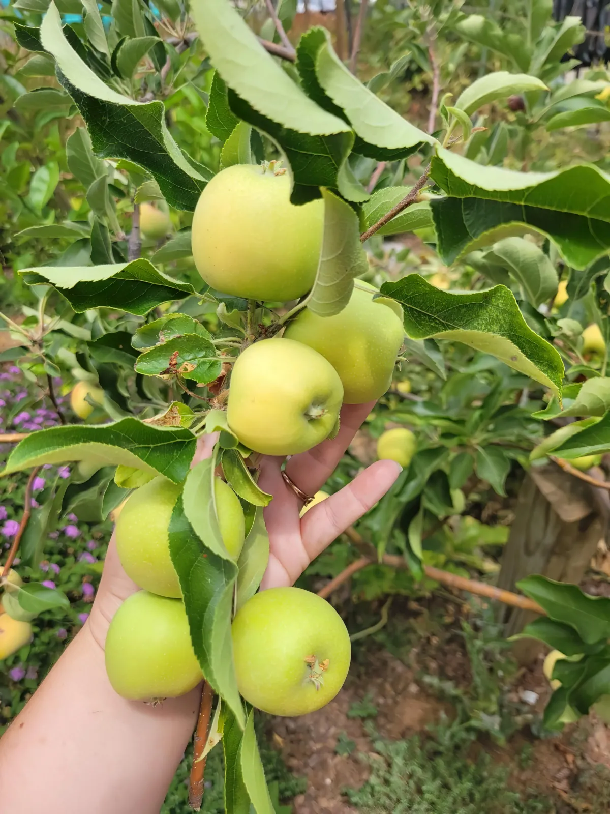 que faire avec des pommes vertes pas mures idees et conseils