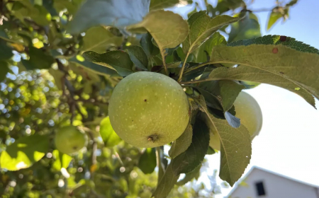 que faire avec des pommes vertes pas mures recettes