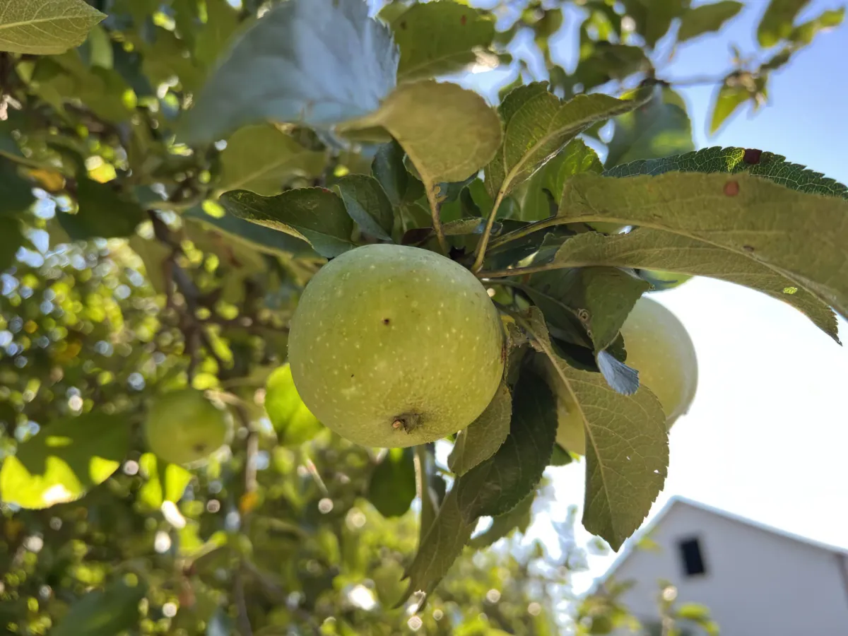 que faire avec des pommes vertes pas mures recettes