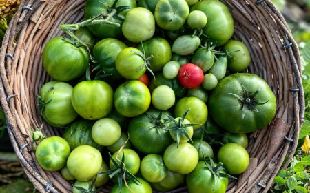 que faire avec des tomates vertes en fin de saison idees