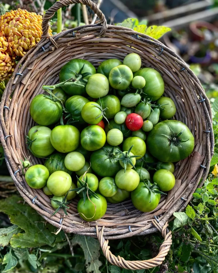 que faire avec des tomates vertes en fin de saison idees