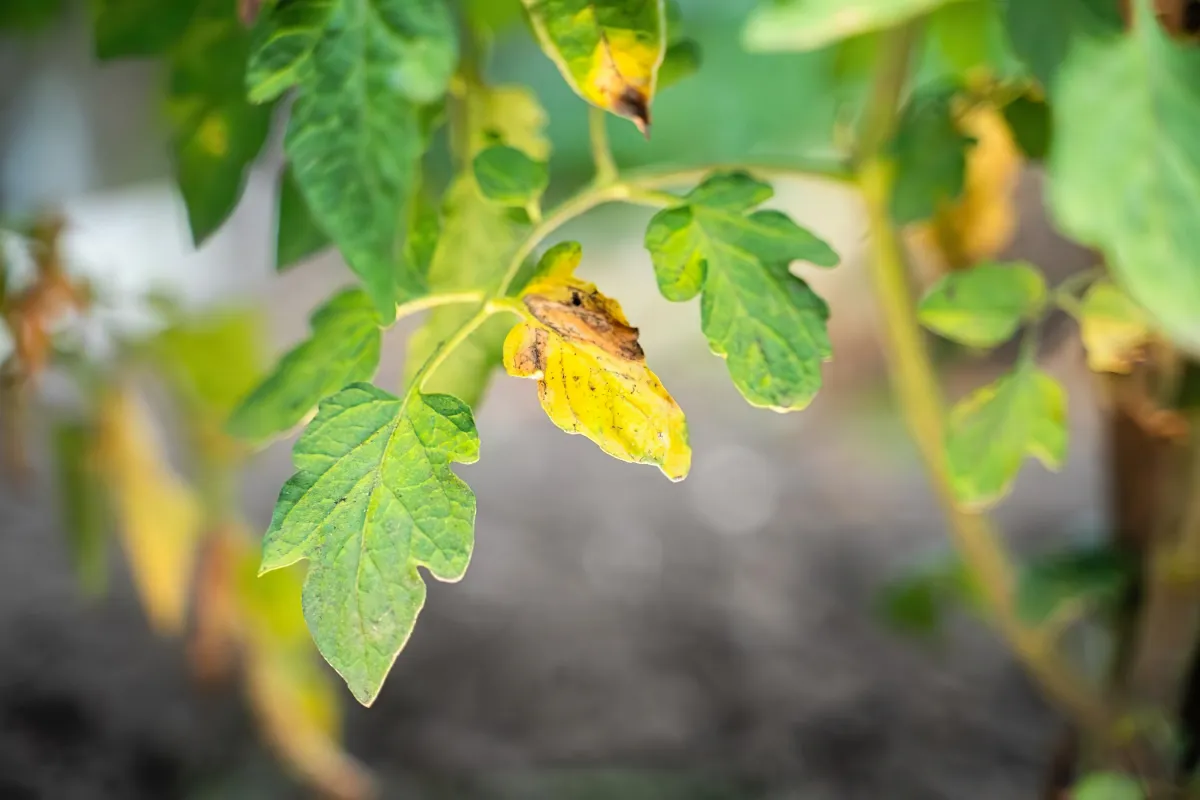 que faire avec un tomatier feuilles jaunes selon les jardiniers