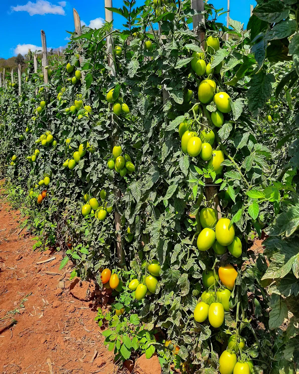 que faire des dernieres tomates restees vertes