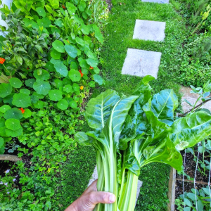 que planter en octobre au potager legumes et fleurs