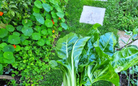 que planter en octobre au potager legumes et fleurs