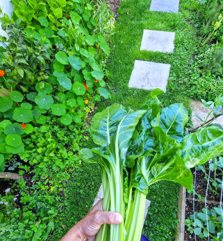 que planter en octobre au potager legumes et fleurs