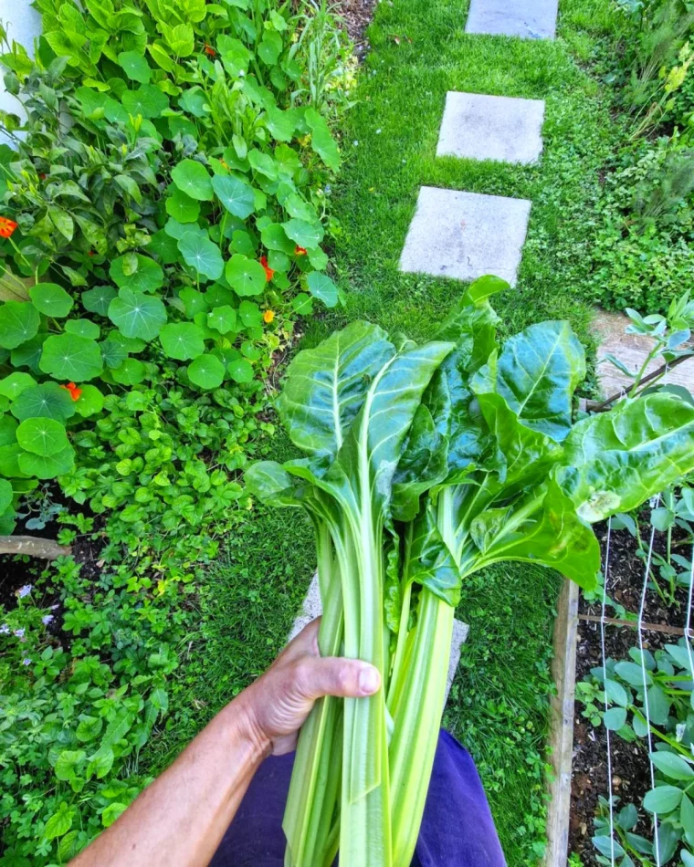 que planter en octobre au potager legumes et fleurs