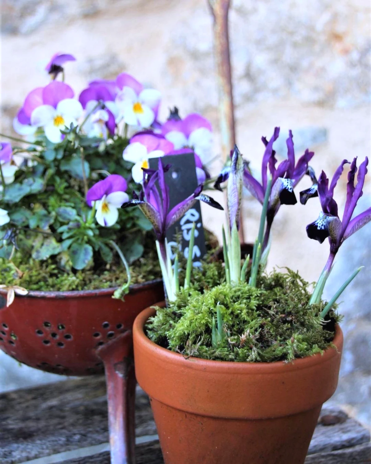 que planter en octobre fleurs deux pots de fleurs