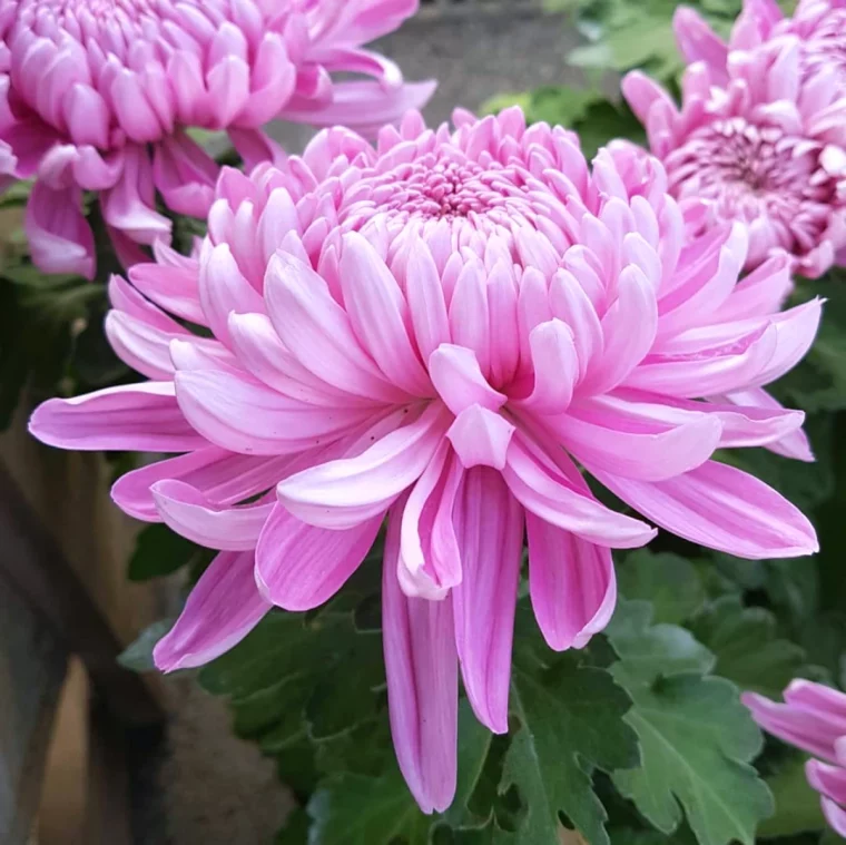 quelle fleur peut on planter en automne des chrysanthemes roses