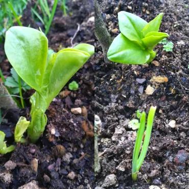 quelles legumes planter en octobre feuilles vertes d epianrds