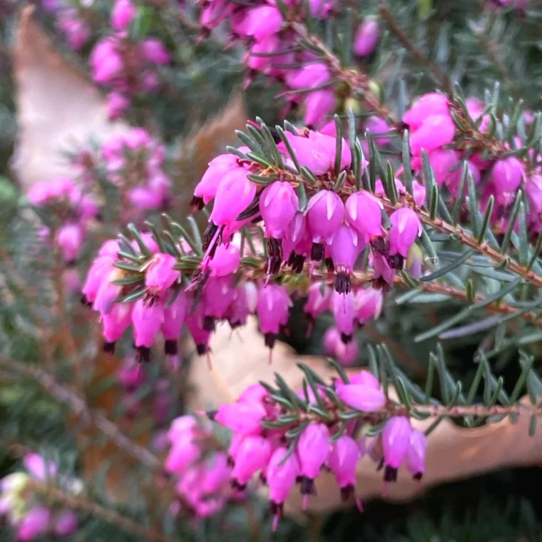 quelles sont les fleurs qui fleurissent en hiver fleur rose feuilles vertes