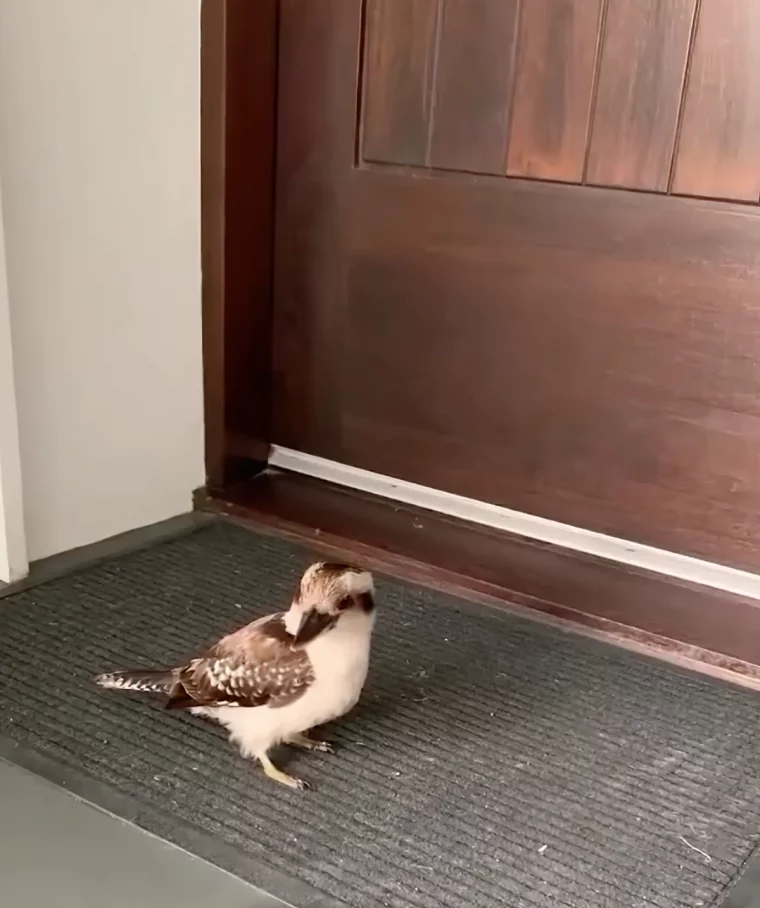 trouver un oiseau devant sa porte signification tapis entree