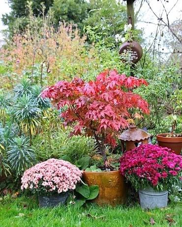 varietes de fleurs qui ont une floraison en hiver