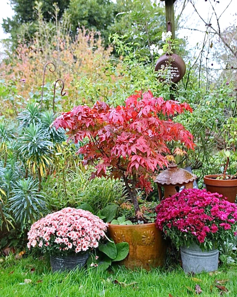 varietes de fleurs qui ont une floraison en hiver