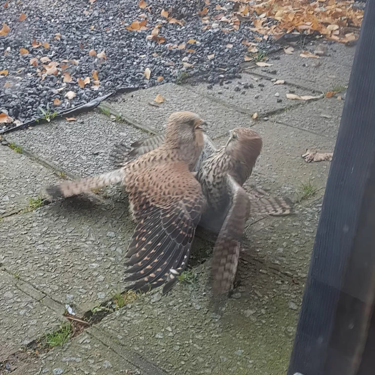 visite bataille oiseaux dalles beton pavage jardin paillis feuilles jaunes