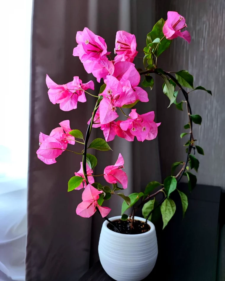 arrosage du bougainvillier en pot