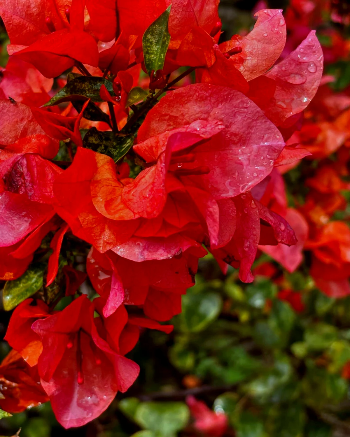 astuces pour faire fleurir les bougainvilliers fleurs rouges