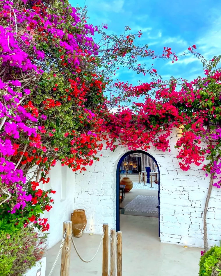 bougainvilleur sans fleurs que faire payasage maison