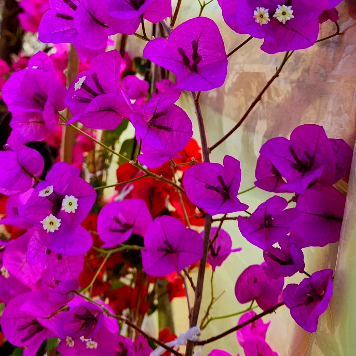 bougainvillier fait des feuilles mais pas de fleurs