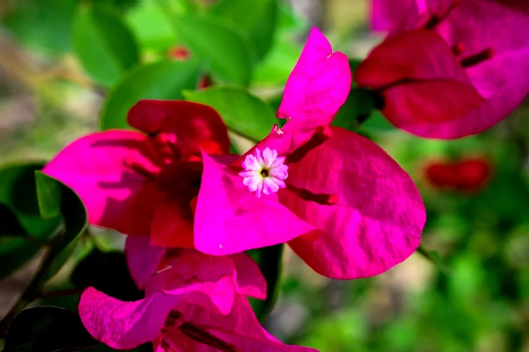 bougainvillier feuilles vertes fleurs roses