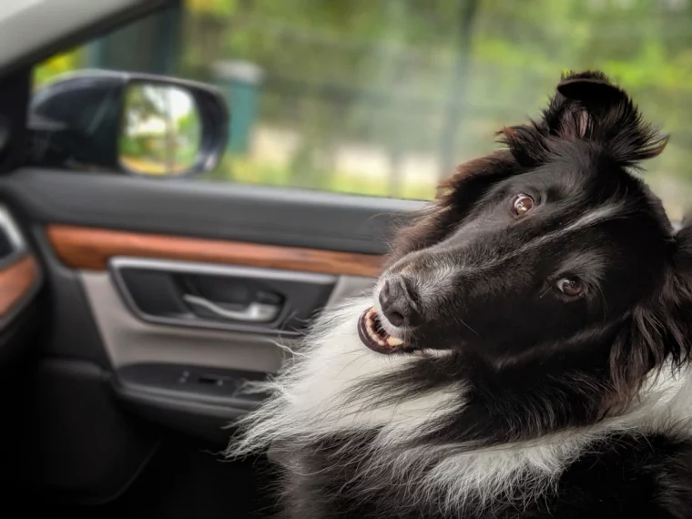 chien animal compagnie vehicule interieur voiture noire bois