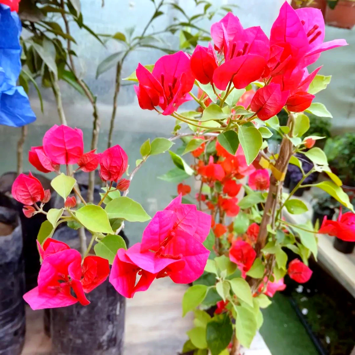 comment bien tailler un bougainvillier fleurs rouges