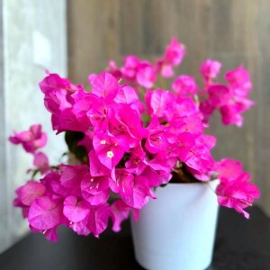 comment entretenir un bougainvillier en pot