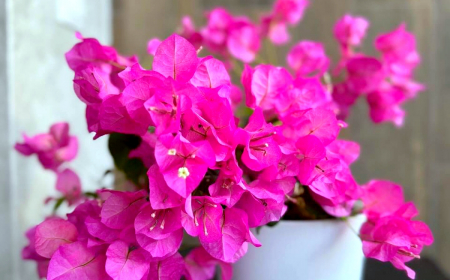 comment entretenir un bougainvillier en pot