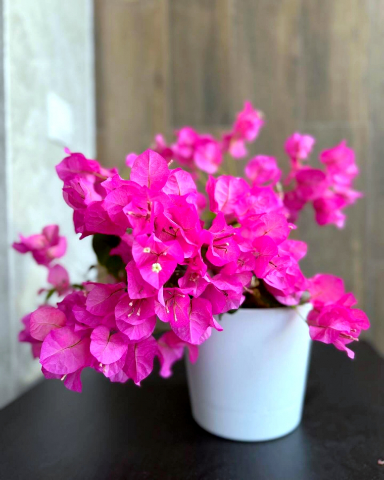 comment entretenir un bougainvillier en pot