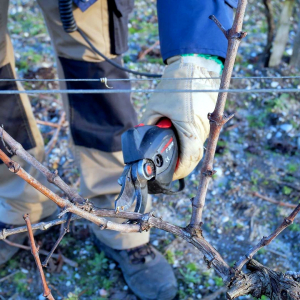 comment faire la taille de la vigne homme secateur