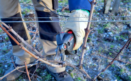 comment faire la taille de la vigne homme secateur