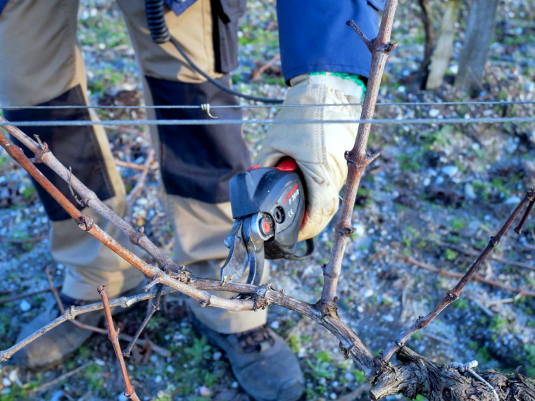 comment faire la taille de la vigne homme secateur