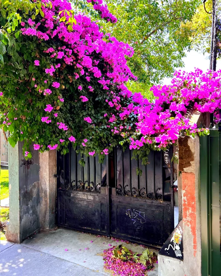 comment faire revivre un bougainvillier image cloture maison