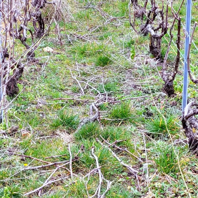 comment tailler une vigne branches secs par terre